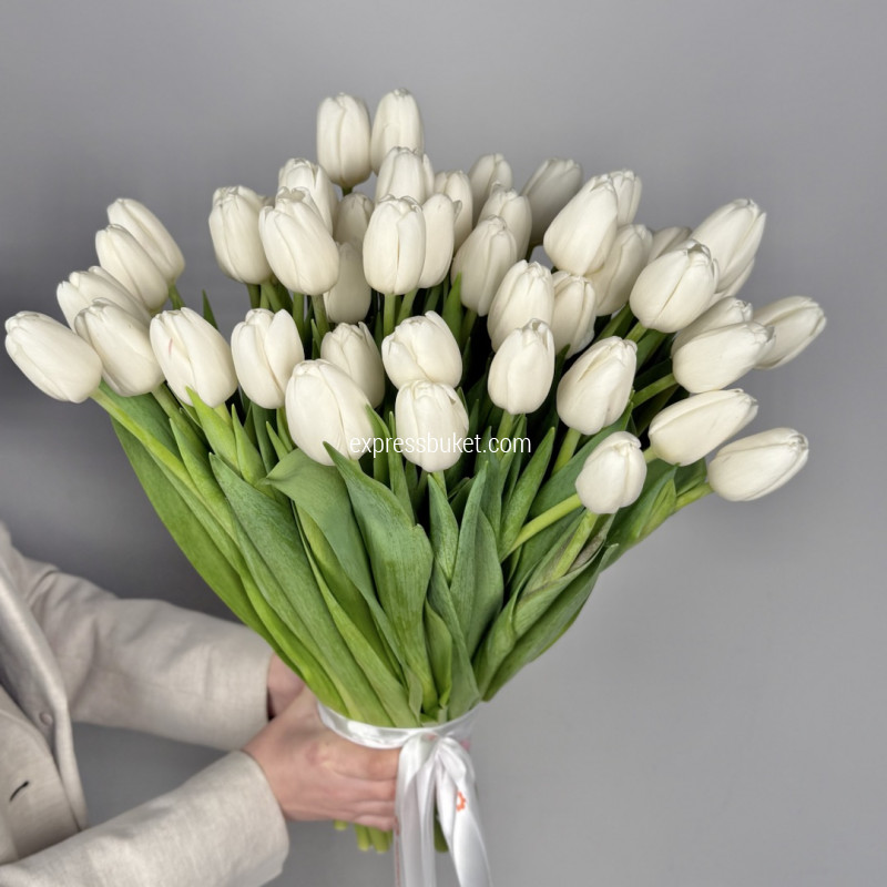 Белоснежные тюльпаны, 51шт