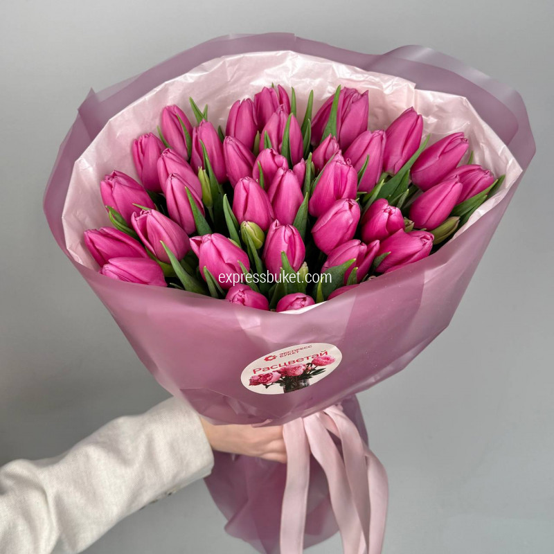 Тюльпаны малиновые 35 штук